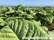 A Trip to the Farm with General Cigar 2017